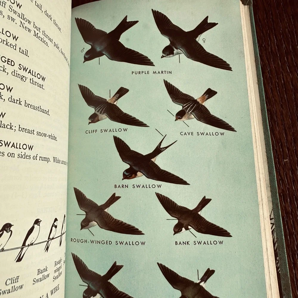 A Field Guide to the Birds by Roger Tory Peterson Teal Hardcover Vintage Book
